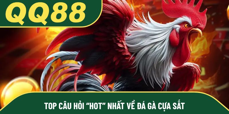Top câu hỏi “hot” nhất về đá gà cựa sắt